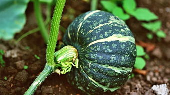 倭瓜用来骂人是什么意思 倭瓜什么意思网络流行词