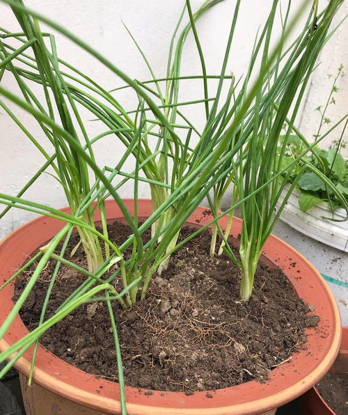 八月份能种小葱吗 立秋种小葱可以吗