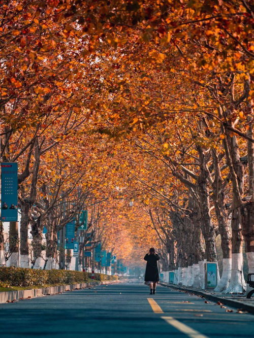 关于梧桐的唯美短句 梧桐的浪漫文案