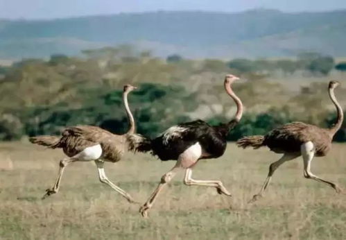 养鸵鸟养的后悔了 为什么不推广养鸵鸟