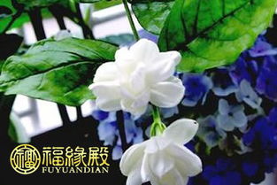 养垂丝茉莉风水寓意 垂丝茉莉风水禁忌
