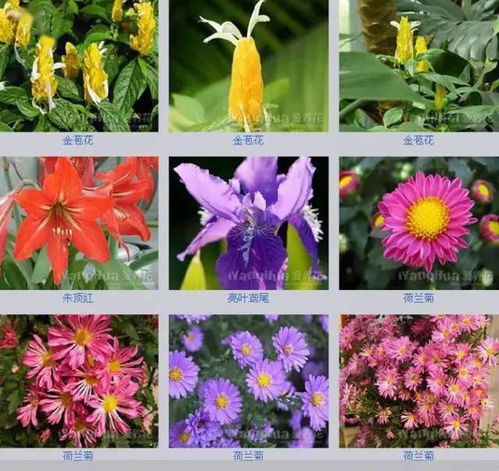 冷门又惊艳的花朵名字 高级感的花名