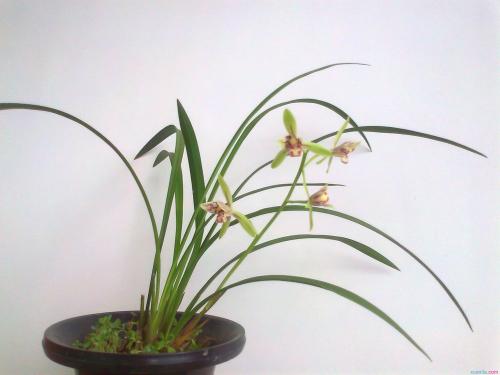 刚上盆的兰花如何浇水 刚移栽的兰花怎么浇水