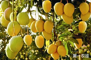 北方种芒果能活吗 芒果在0下5度能冻死吗