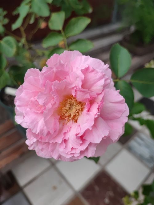 十二月生辰花 十二个月每月的代表花