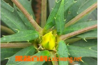 十大功劳根的功效与主治 十大功劳的神奇功效