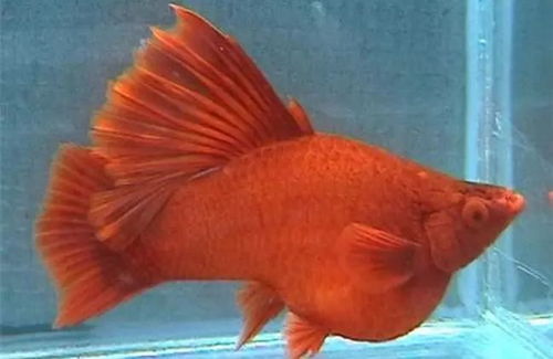 十大养不死的淡水鱼 建议穷人养的10种冷水鱼