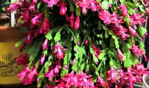 十种不宜晒太阳的花 不需要阳光又好养的花