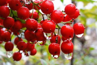 南天竹放在客厅有毒吗 南天竹会释放毒气吗