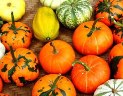 南瓜的属性是寒性吗 南瓜的副作用太大了