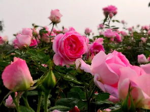 南阳月季园2023年免门票吗 河南南阳月季花基地