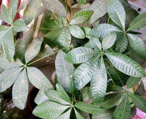 发财树叶子发黄 叶片发黄是缺什么肥料