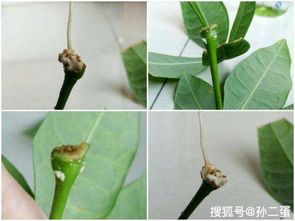 发财树枝条扦插水培方法 发财树扦插生根最快方法