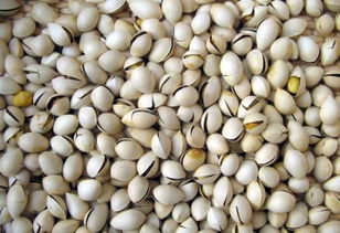 吃白果有什么好处 六种人不宜吃白果