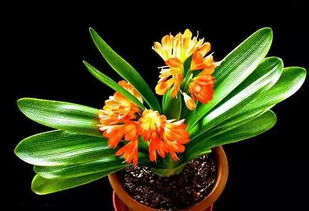 君子兰七八月换土 君子兰八月换土可以吗