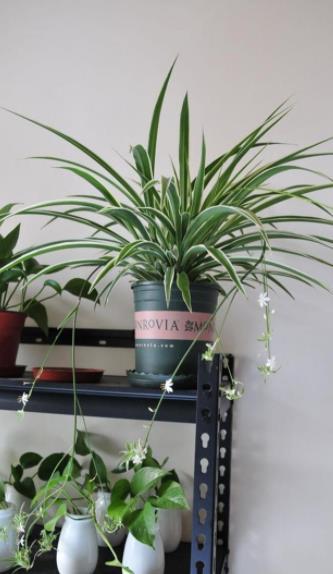 吊兰放在什么地方吉利 吊兰不宜放三大禁忌