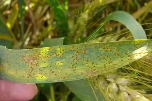 咪鲜胺对锈病有用吗 戊唑咪鲜胺打玉米怎么样