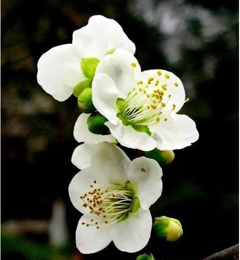 唯美惊艳的花名 诗意淡雅的花名