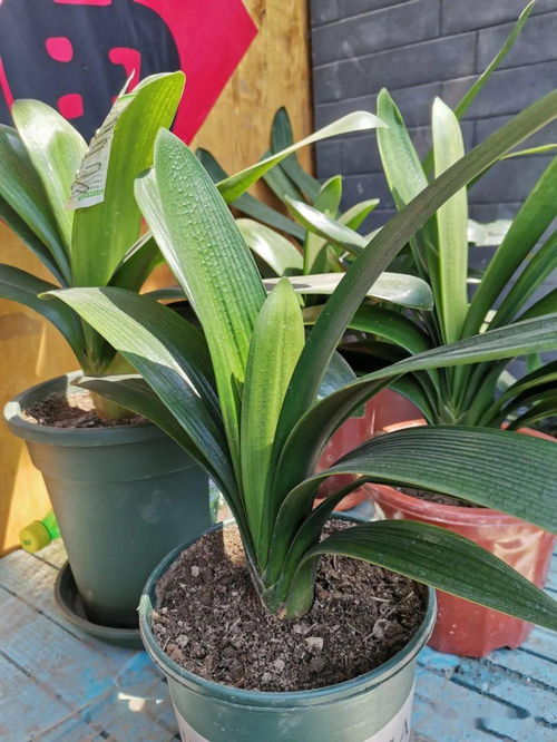 喝剩的茶叶能倒在花盆里吗 茶叶倒土里可以干嘛