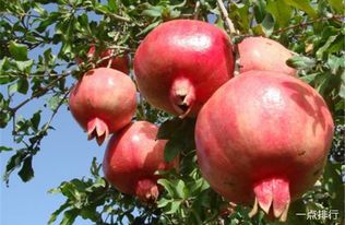 四川省攀枝花十大特产 攀枝花三宝