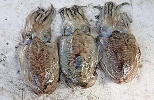 墨鱼相克的食物 墨鱼最佳搭配