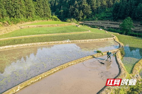 夏天四个代表性的景物 10种夏天的景物