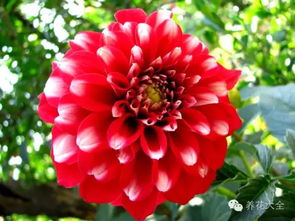 大丽花一年开几次花 大丽花的寿命有多长