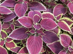 女人吃紫苏对子宫好吗 八种人不宜吃紫苏