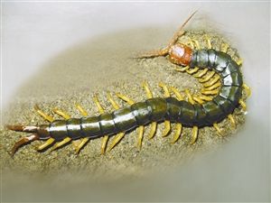 家里的蜈蚣毒性大不大 家里怎么找蜈蚣的窝