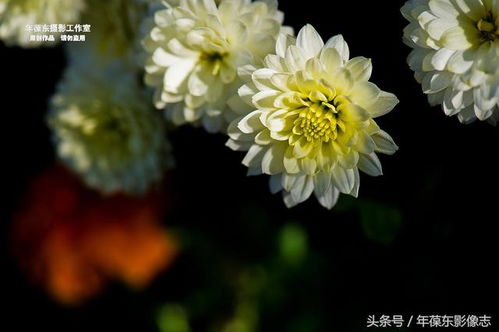 家里千万不能养菊花 家里为什么不让养菊花