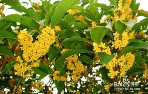 干桂花的功效与作用 干桂花泡水喝的禁忌