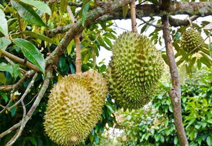 广东种榴莲树能结果吗 广东唯一的一棵榴莲树