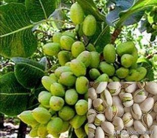 开心果一天吃多少粒为宜 开心果50克是多少粒