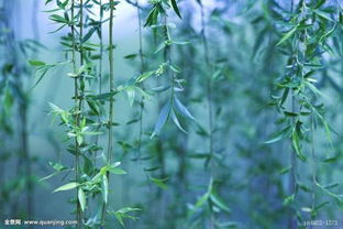 形容柳条的句子 柳条细细长长的,像什么比喻句