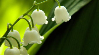 德国铃兰花语 铃兰入药的功效