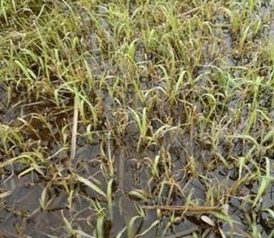 徐长卿的神奇功效 徐长卿的最佳配伍