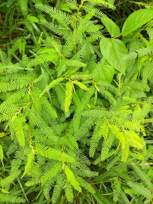 怎么描写含羞草 含羞草的外貌特征