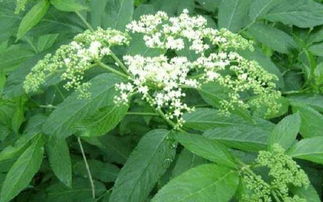 接骨草的使用方法 接骨草捣碎直接敷吗