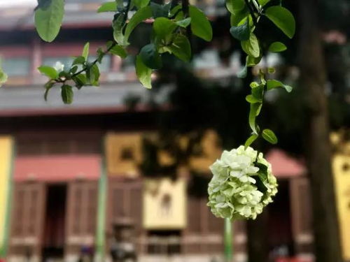 无尽夏象征着什么 无尽夏适合送给什么人