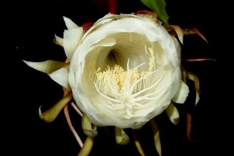 昙花适合送给什么人 昙花一次开两朵代表什么预兆