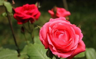 月季花刺扎肿了怎么办 被月季刺到手死亡