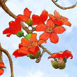 木棉花的毒性与危害 三种人不能吃木棉花