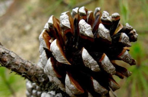 松子为啥这么贵 松子一天吃多少粒为宜