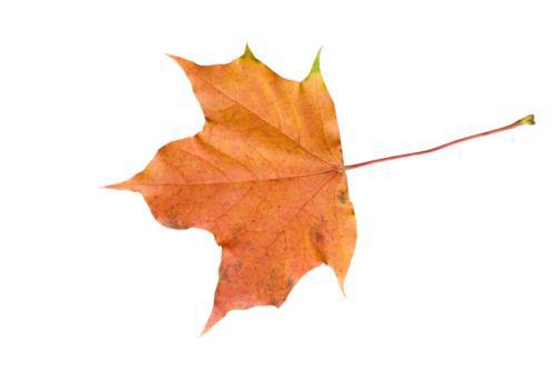 枫树叶的功效与作用 枫叶对坐月子的功效