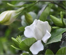 栀子花的风水作用禁忌 栀子花招财还是破财