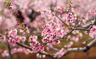 桃花开在什么季节 桃花开是几月份