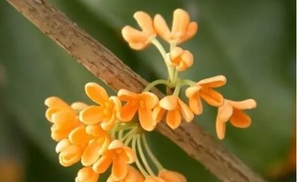 桂花泡水最佳搭配 桂花十大最佳搭配