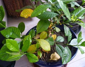 桃蛋叶子一碰就掉是什么原因 桃蛋只剩光杆子了怎么办