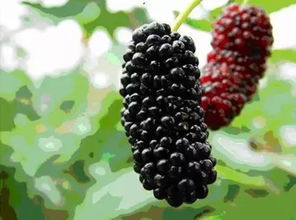 桑葚对男人性功能好吗 女人每天喝桑葚水好吗