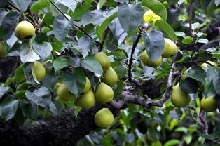 梨树膨大肥啥时候施最好 梨树果实膨大期几月份